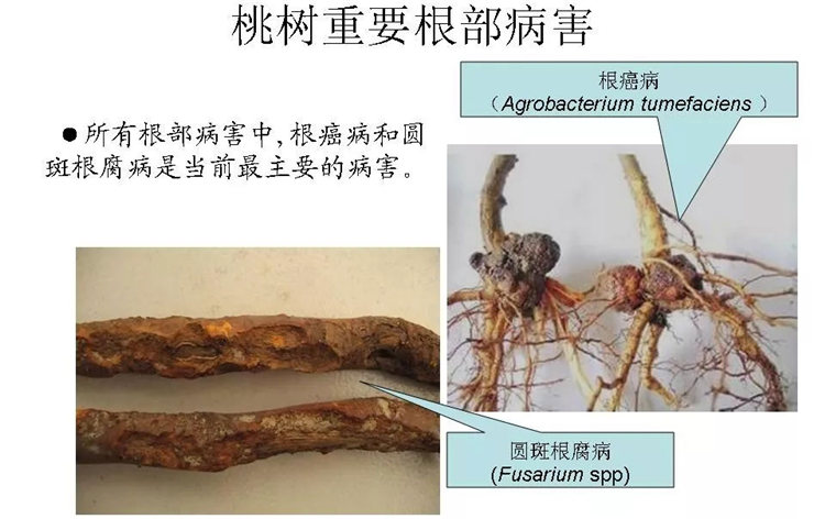 果樹病害防治技術