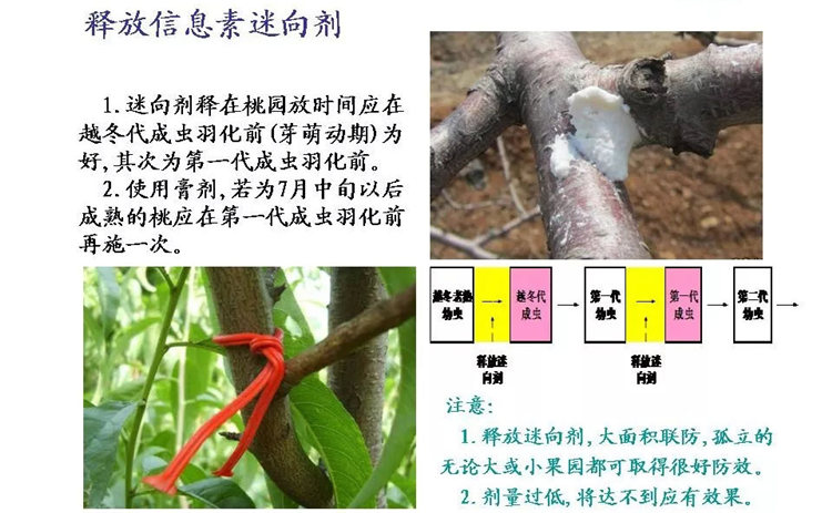 果樹病害防治技術