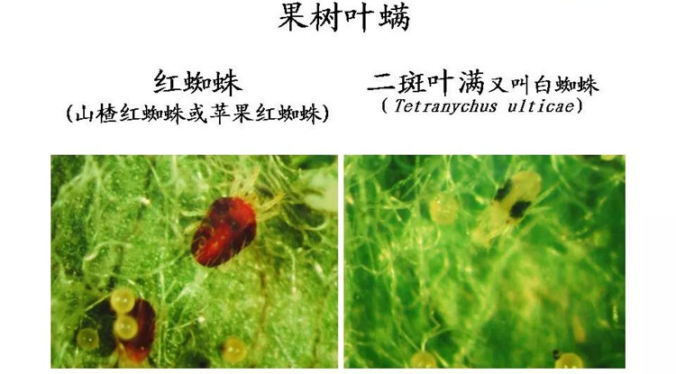 果樹病害防治技術