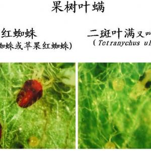 蘋果、桃、櫻桃主要病害防治技術